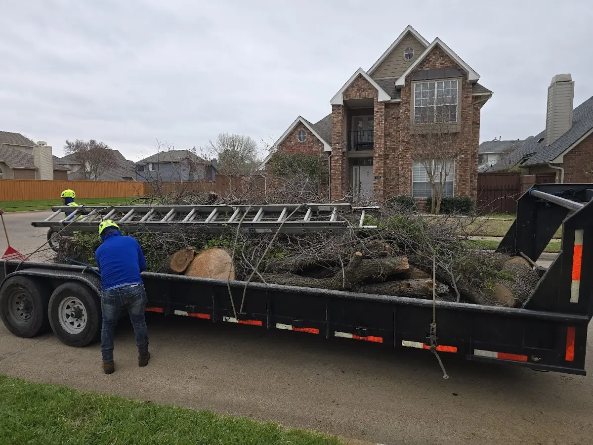Expert Tree Removal with proper safety equipment in Holmes Mill